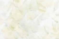 Creme Rozenblaadjes 144st