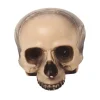 Halloween Half Schedel 20cm