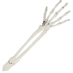 Halloween Skelet Schedel En Armen