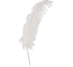 Witte Struisvogelveren 50cm 12st