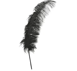 Zwarte Struisvogelveren 50cm 12st