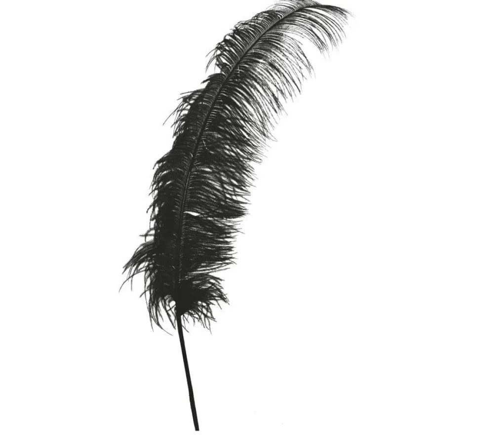 Zwarte Struisvogelveren 50cm 12st